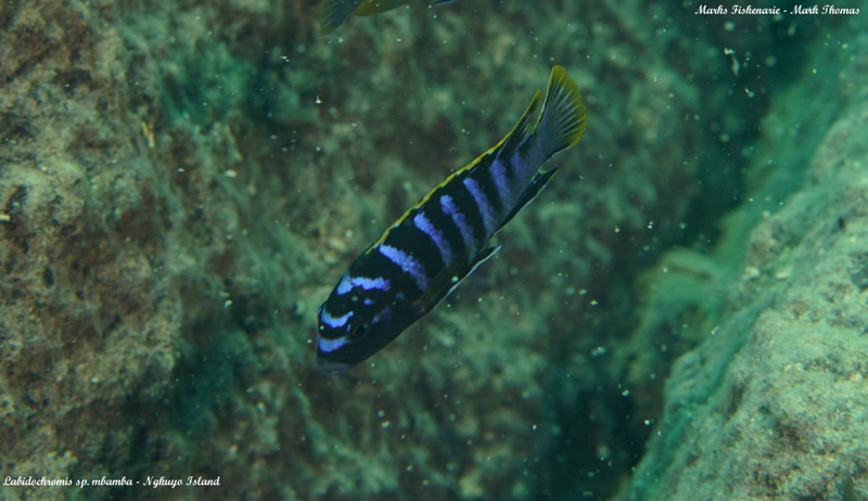 Labidochromis sp. 'mbamba' Ngkuyo Island